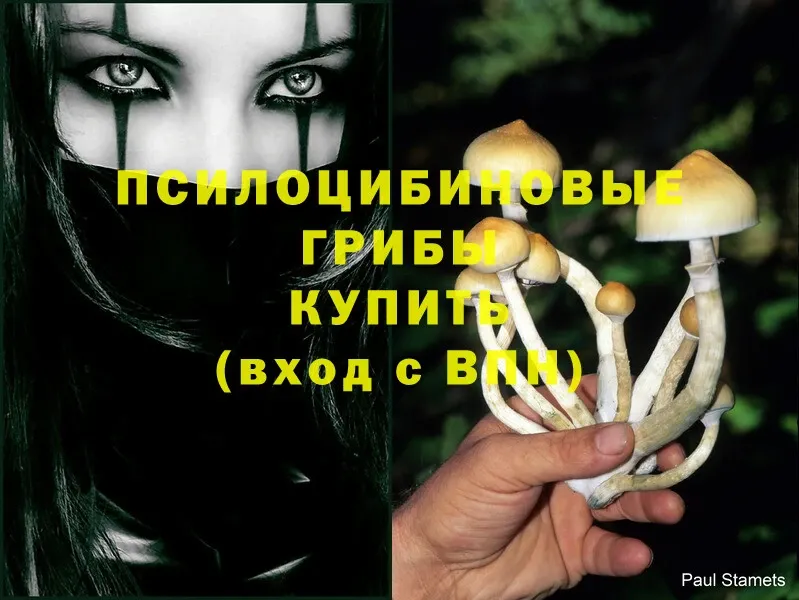 OMG ТОР  Тавда  Псилоцибиновые грибы Psilocybine cubensis 